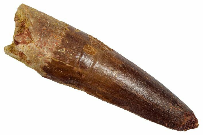 Fossil Spinosaurus Tooth - Real Dinosaur Tooth #345409